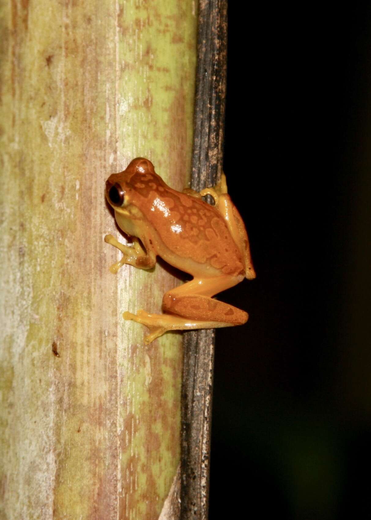 Image of Hourglass Treefrog