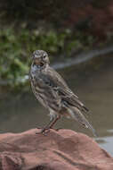 Anthus petrosus (Montagu 1798) resmi