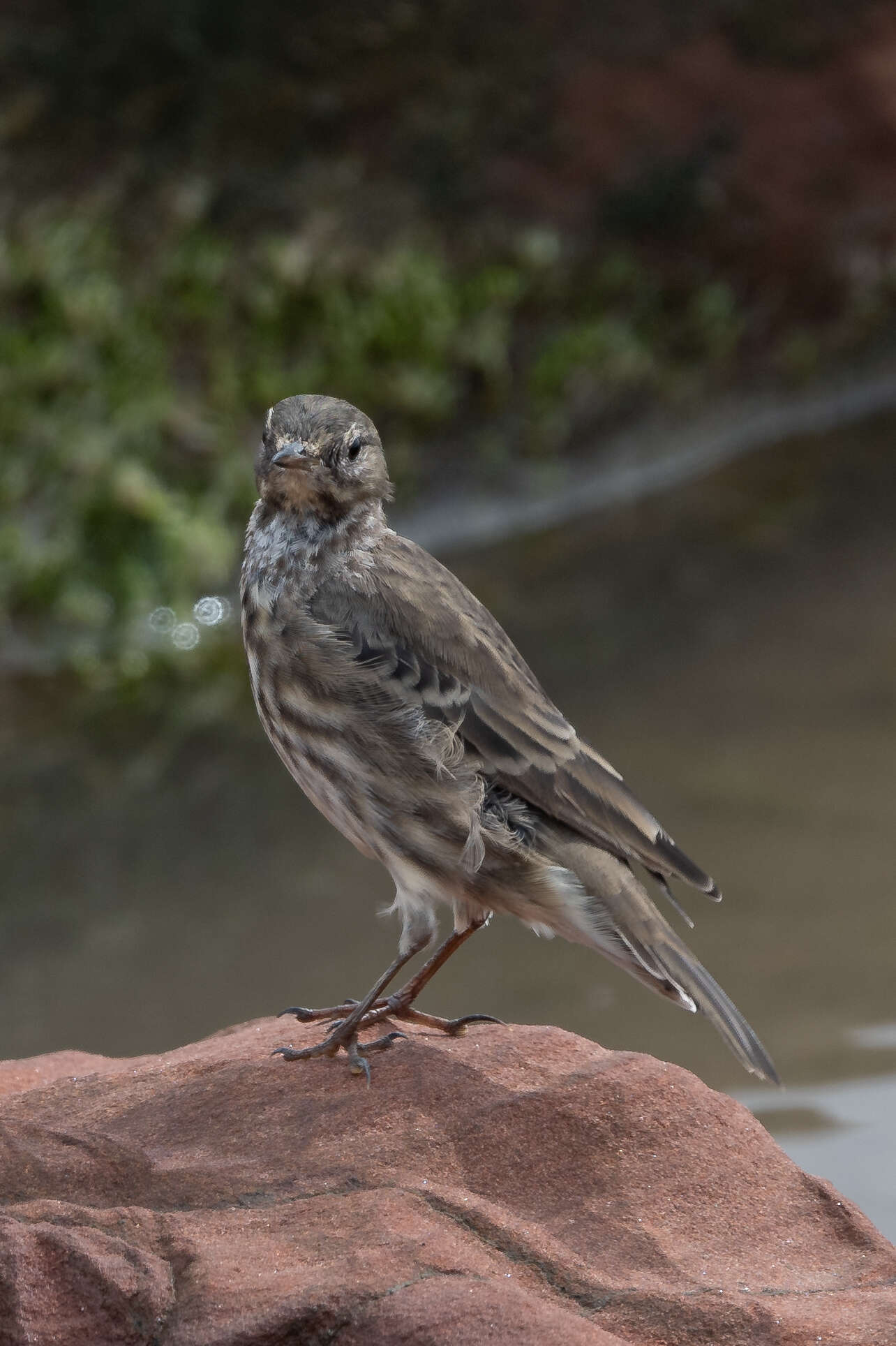 Anthus petrosus (Montagu 1798) resmi