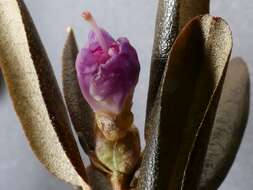 صورة Rhododendron dauricum L.