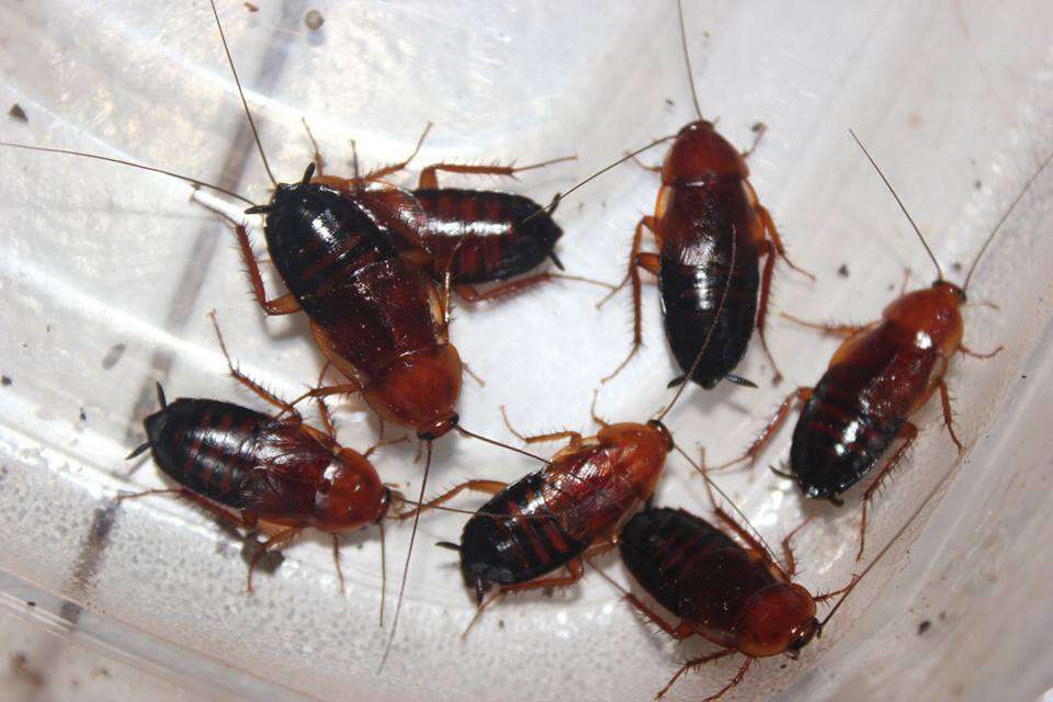 Image of Broad Wood Cockroach