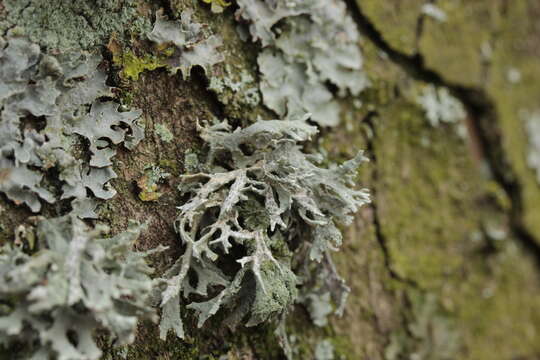 Image of ring lichen