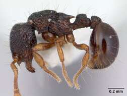 Image de Adelomyrmex