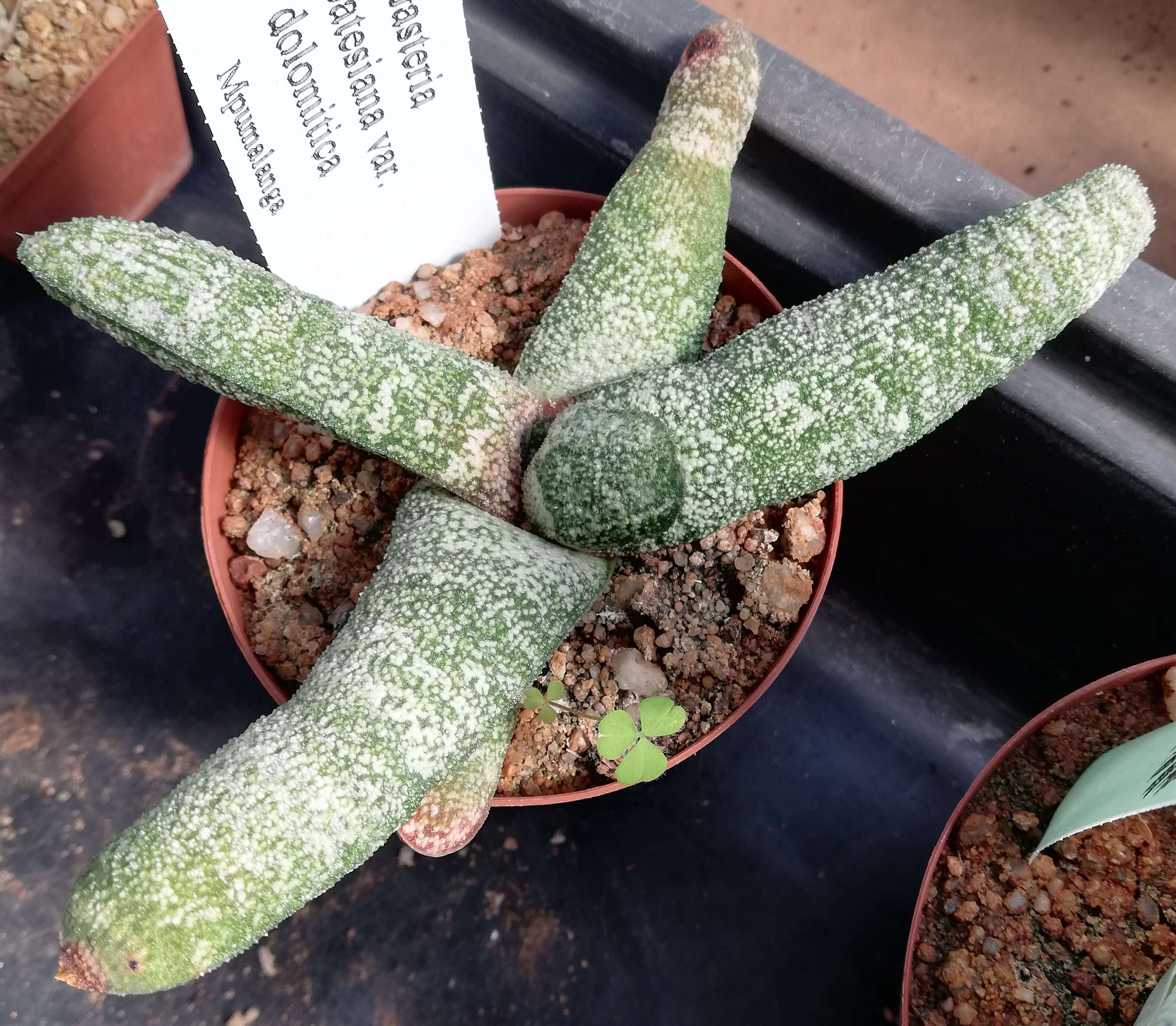 Image of Gasteria batesiana G. D. Rowley