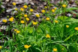 Image de Ranunculus cassubicus L.