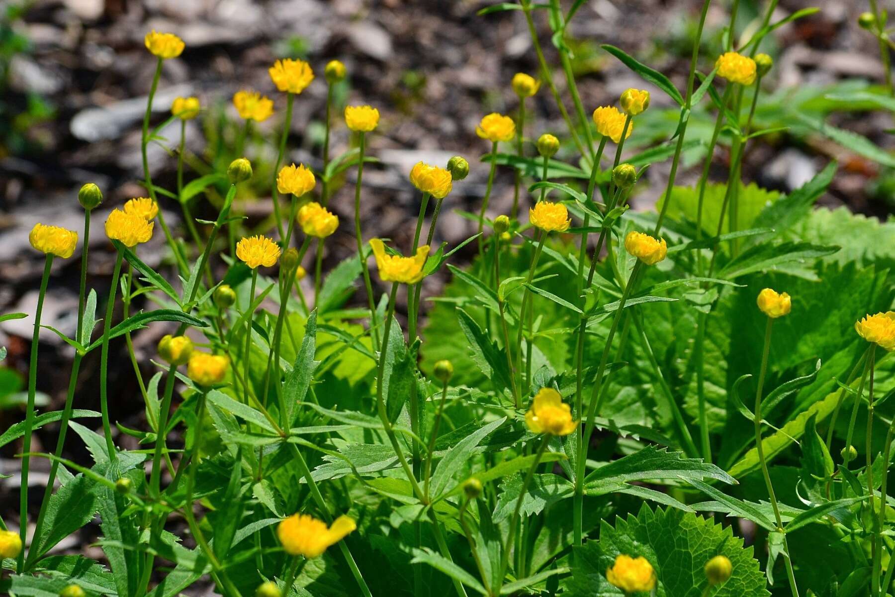 Image de Ranunculus cassubicus L.