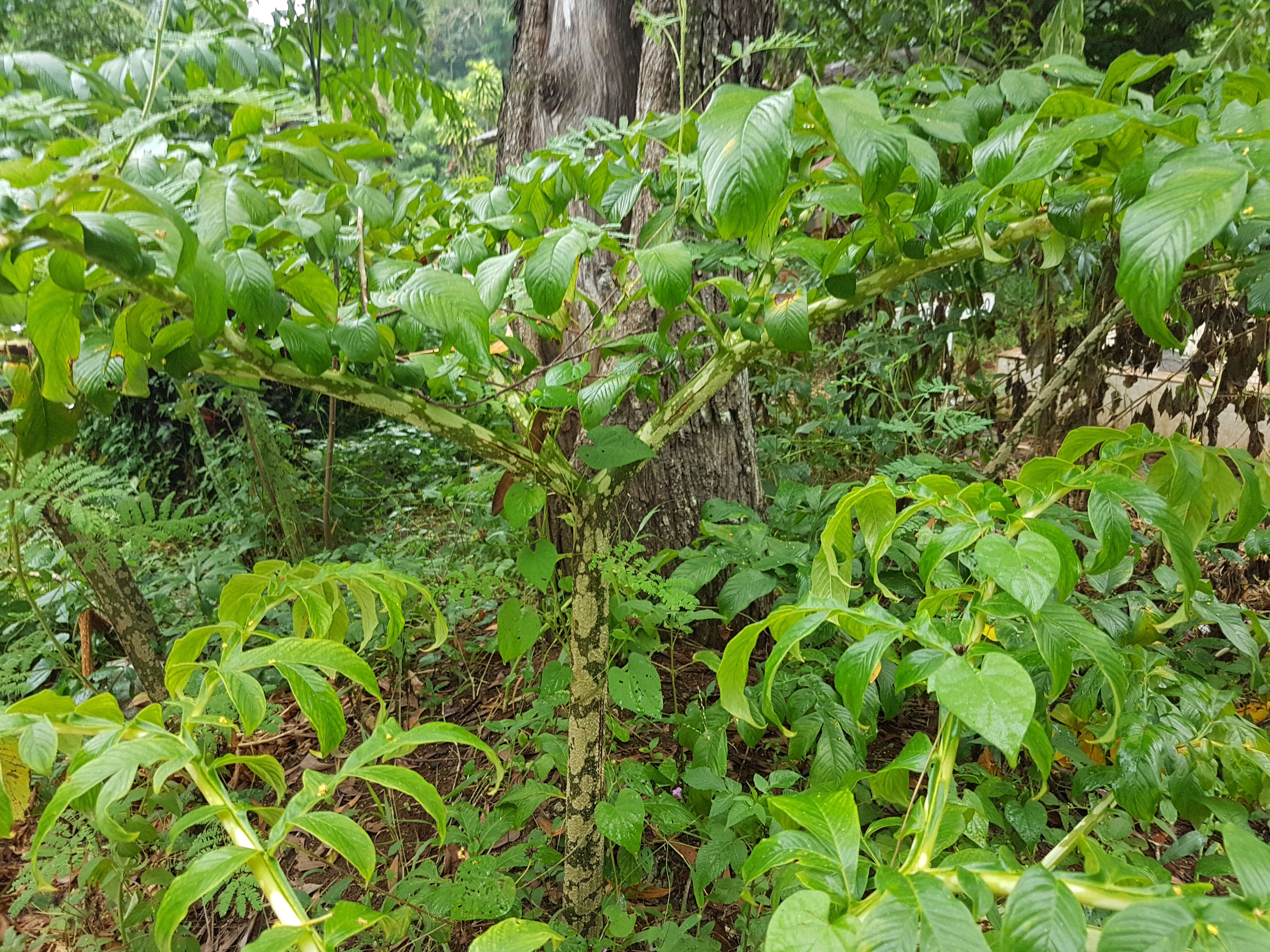 Image of Elephant foot yam