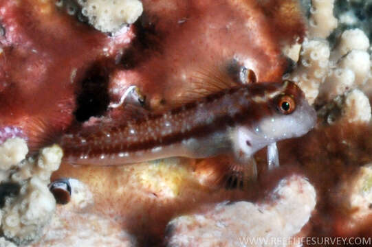 Image of Talbot's Blenny