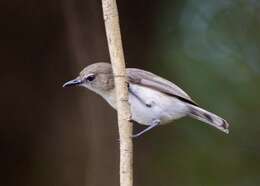 Image of Grey Fantail