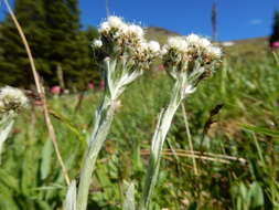 Image of alpine pussytoes