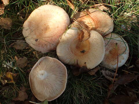 Image of Woolly Milkcap