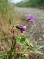 Image of hedgerow geranium