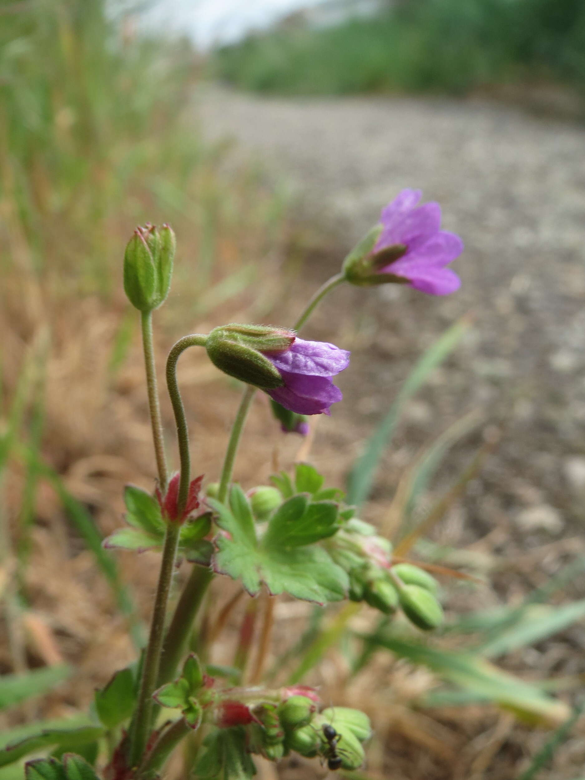 Image of hedgerow geranium