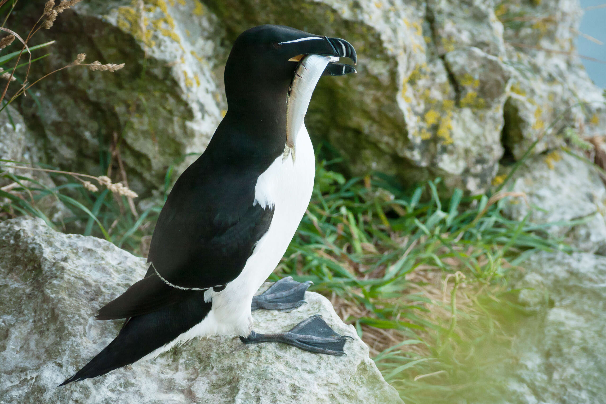 Image of Lesser auk