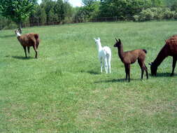 Image of llama