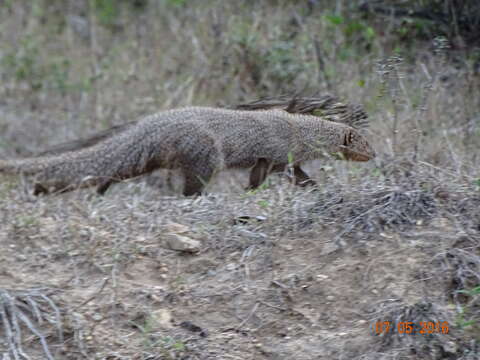 Image of Indian Gray Mongoose