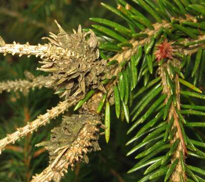 Image of Eastern Spruce Gall Adelgid