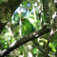 Image of Red-crowned Parakeet