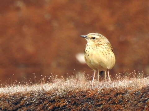 Image of Nilgiri Pipit