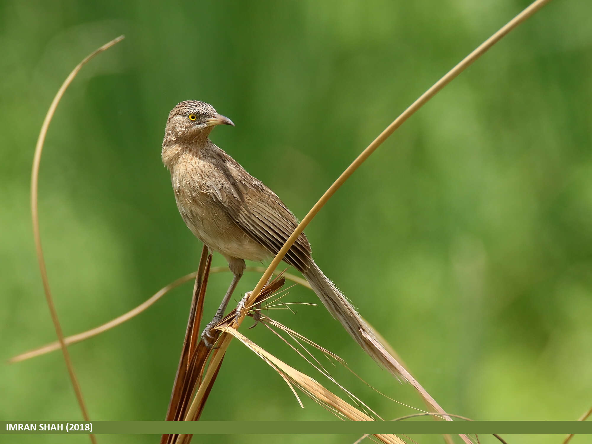 Image of Striated Babbler