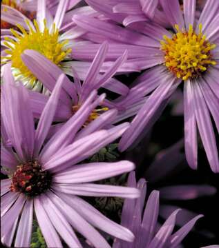 Image of aromatic aster