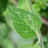 Image of wild basil