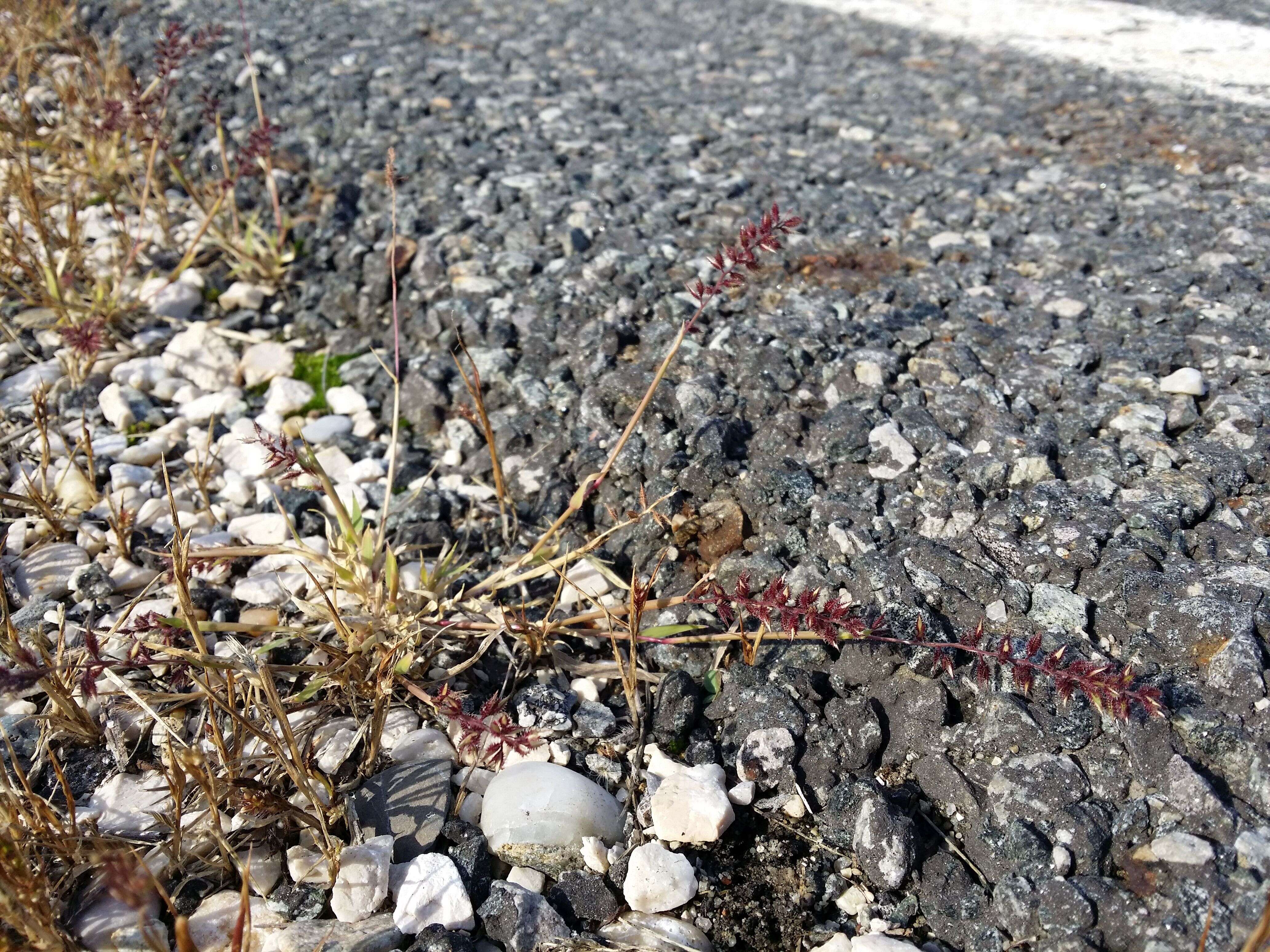 Image of stalked bur grass