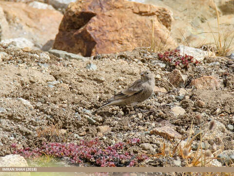 Image of Black-winged Snowfinch