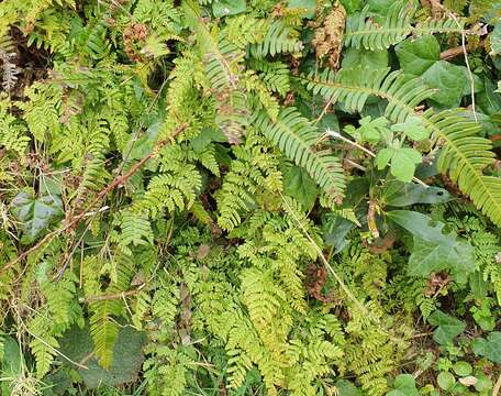 Image of Dryopteris aemula (Ait.) O. Kuntze