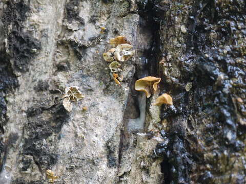 Image of Marasmius siccus