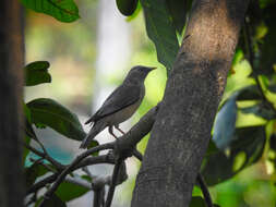 Image of Chestnut-tailed Starling