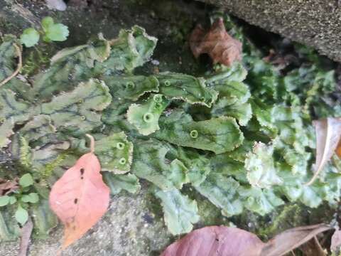 Image of common liverwort