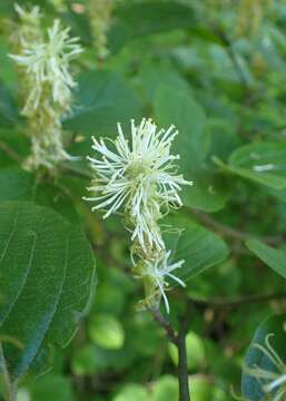 Imagem de Fothergilla major (Sims) Lodd.