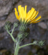 Image of common hawkweed