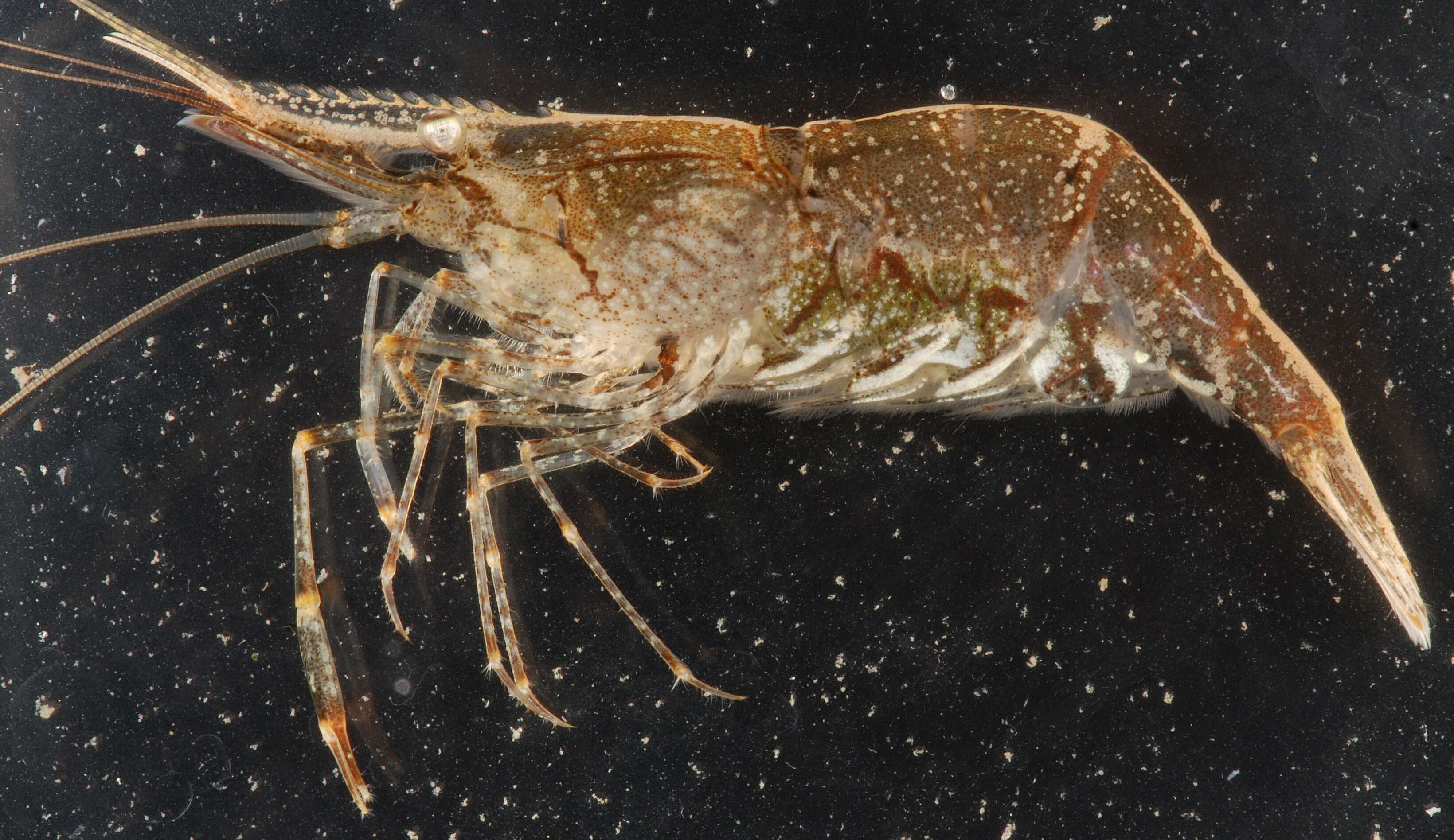 Image of Migrant prawn