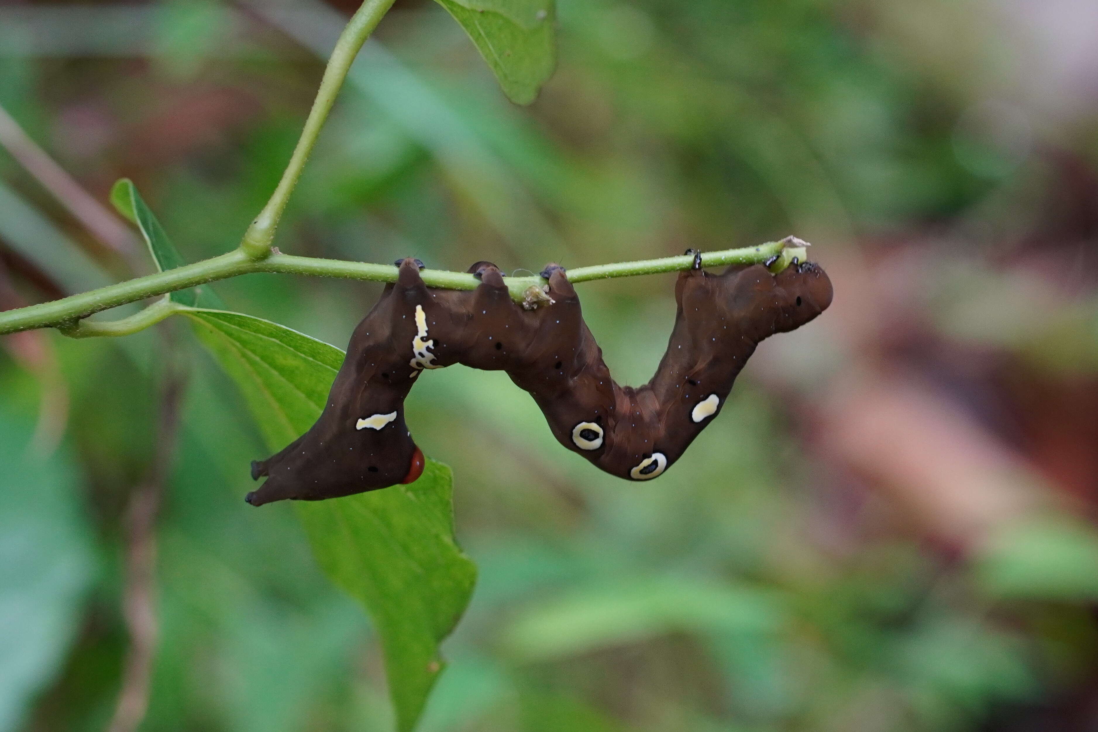 Image of Eudocima materna