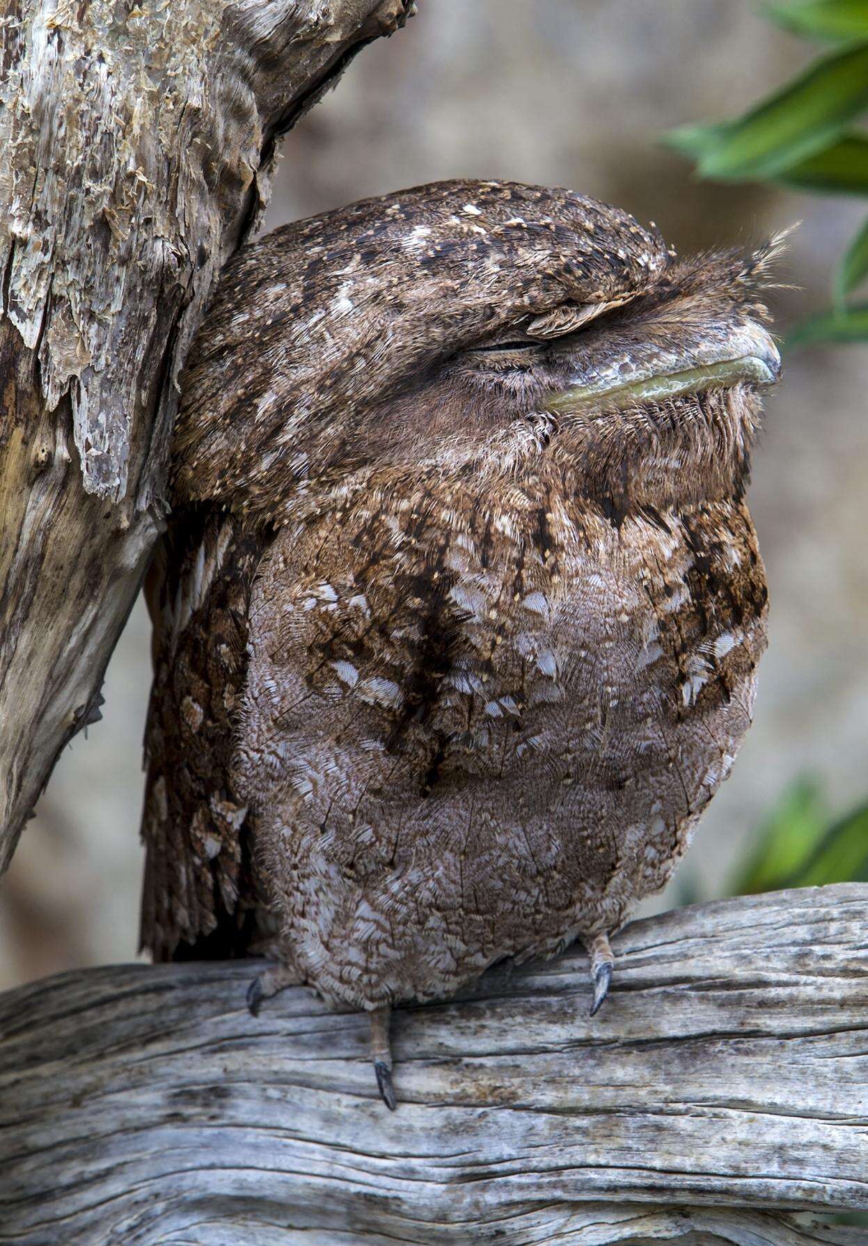 Image of Papuan Frogmouth