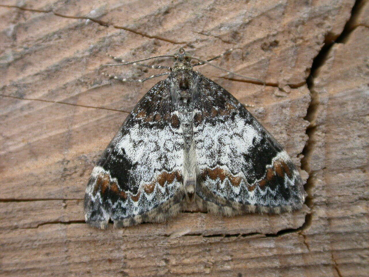 Image of common marbled carpet