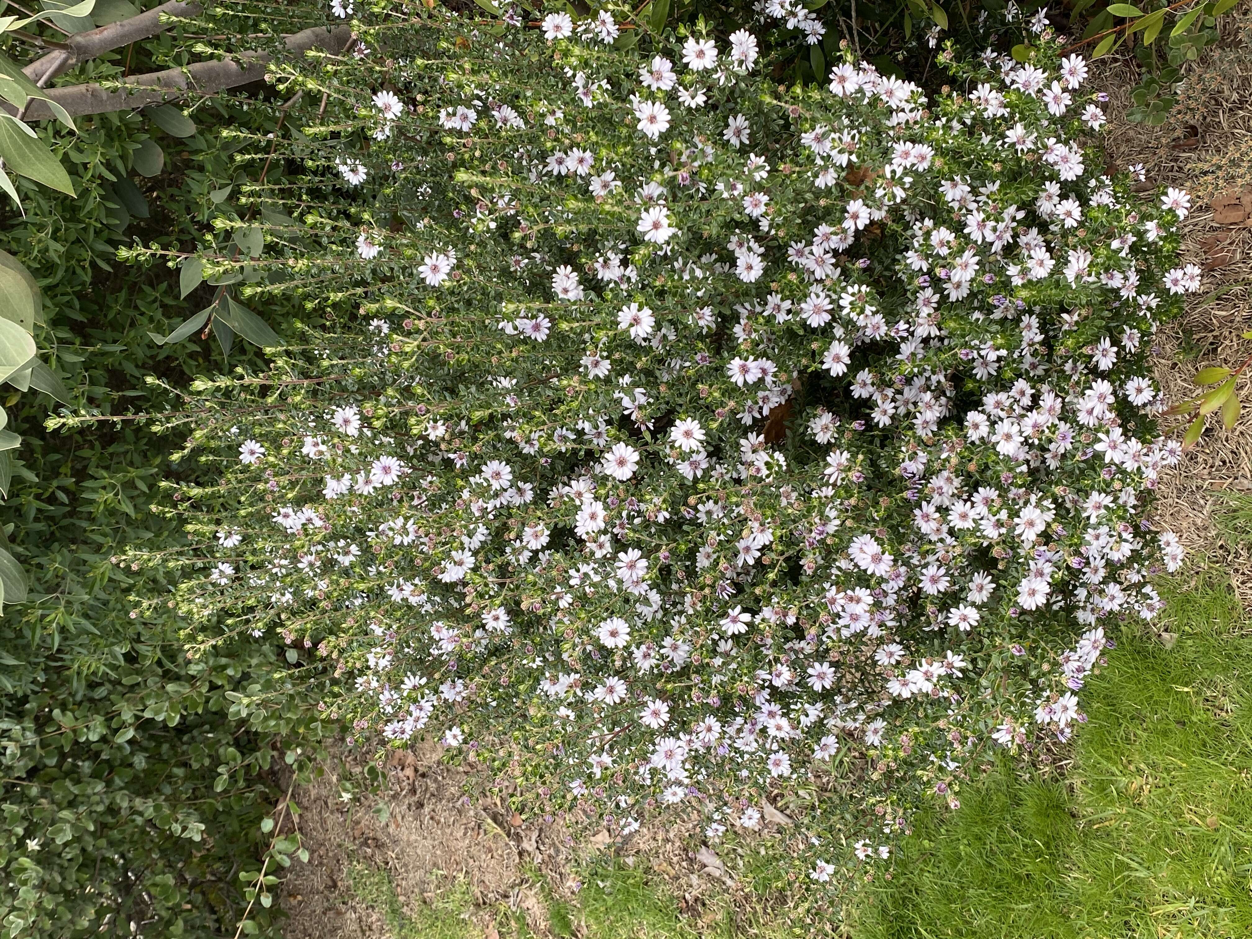 Olearia resmi