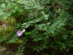 Image of bush clockvine