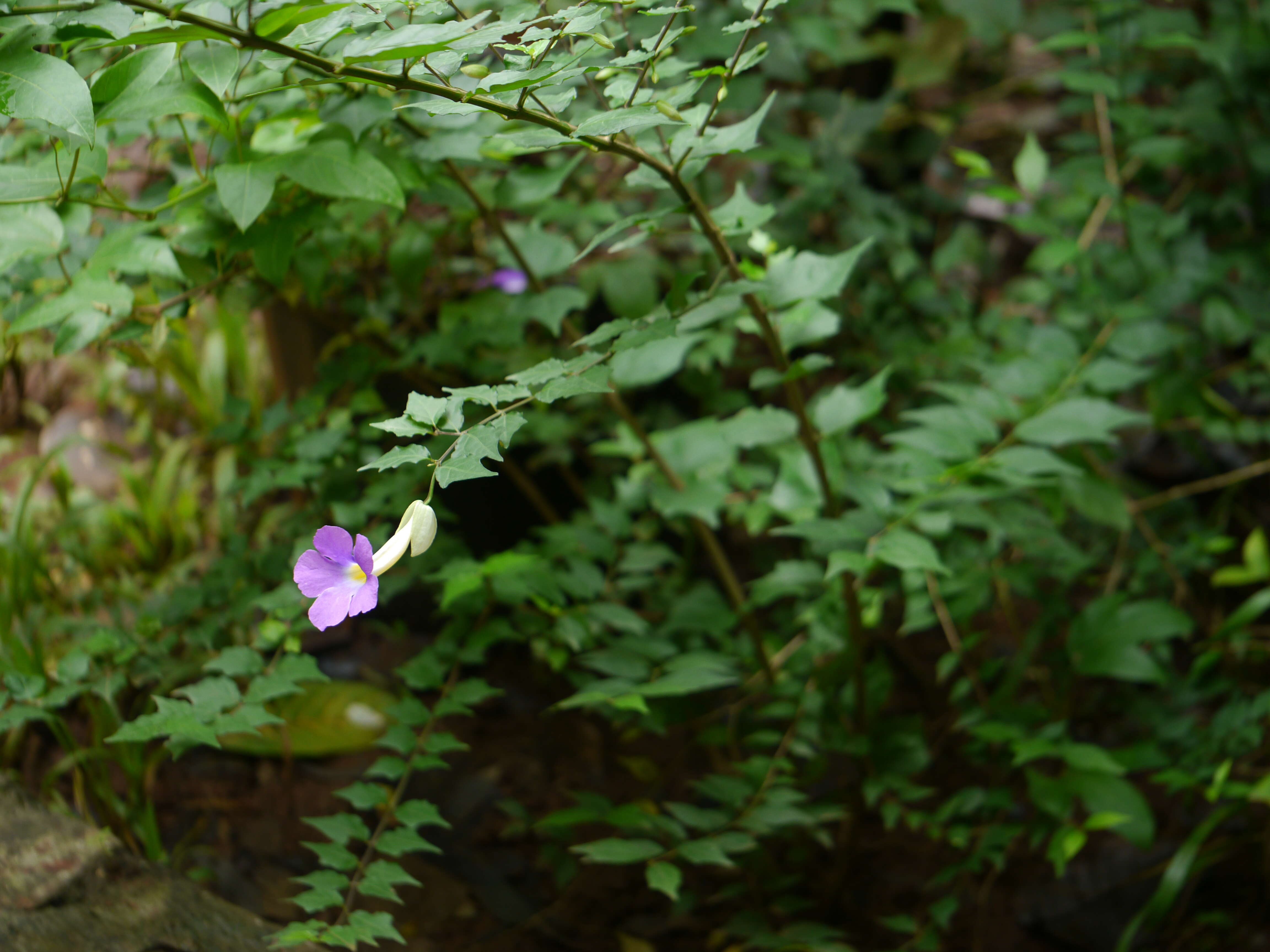 Image of bush clockvine