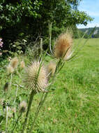 Image of Dipsacus fullonum