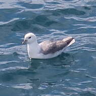 Image of Fulmar