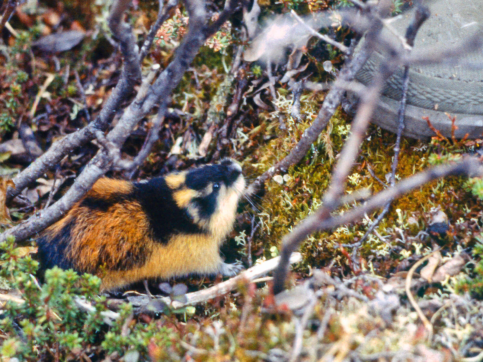 Image of Norway Lemming