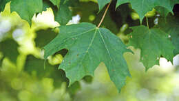 Image of sugar maple