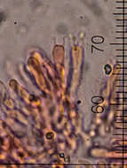 Image of Byssomerulius corium (Pers.) Parmasto 1967