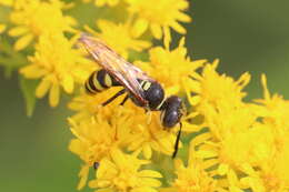 Imagem de Philanthus triangulum (Fabricius 1775)