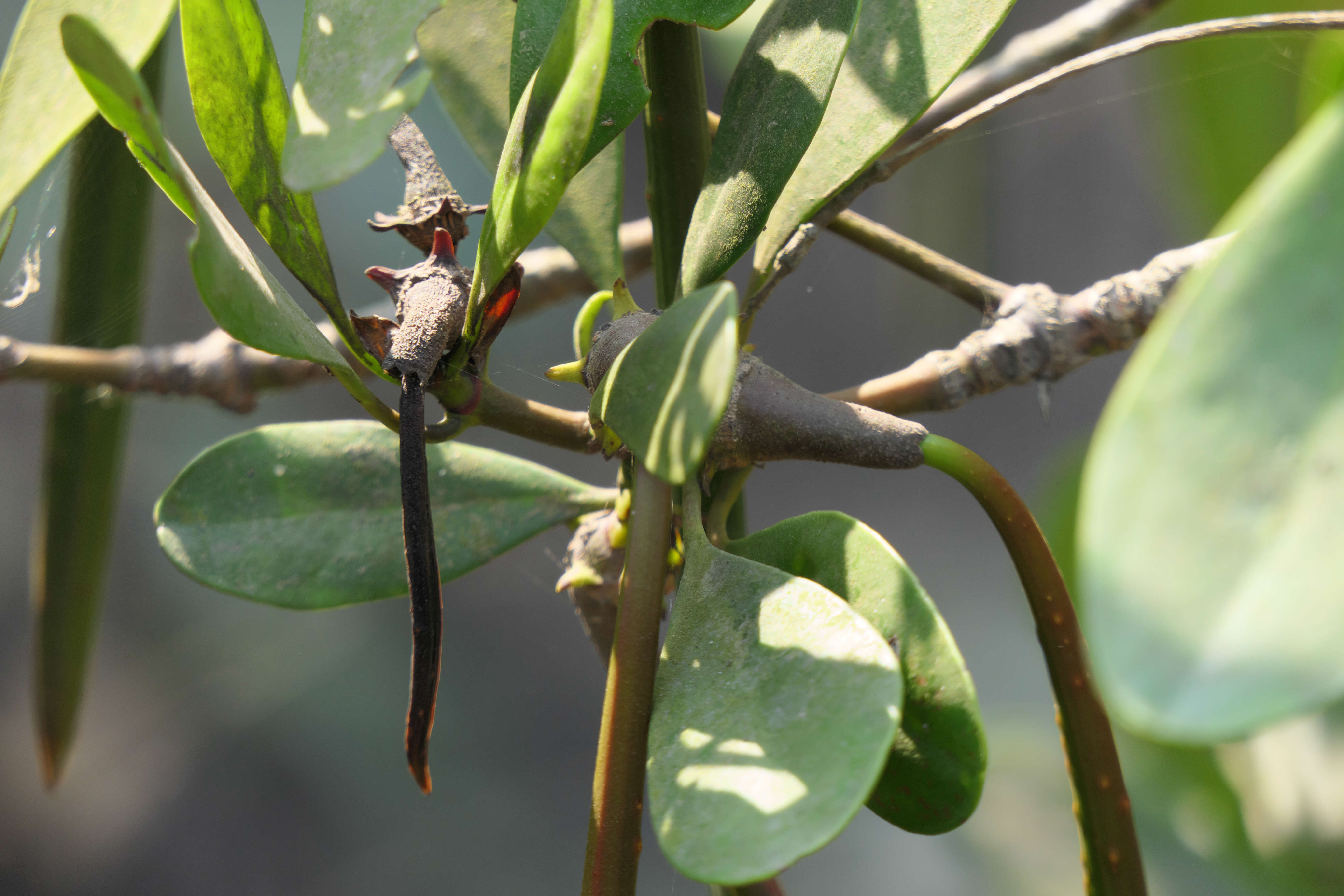 Image of Ceriops tagal