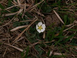 Image of Potentilla montana Brot.