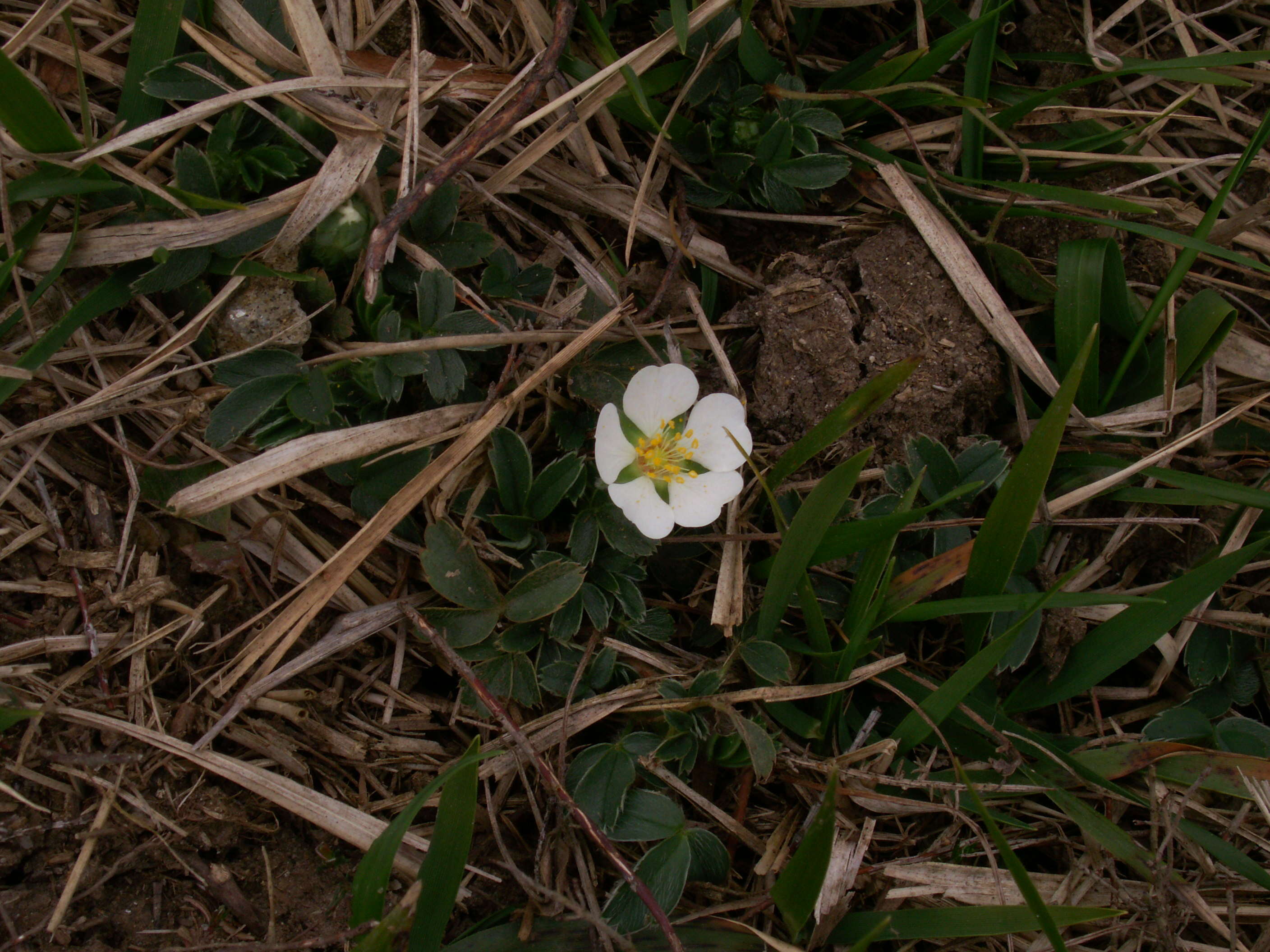 Image of Potentilla montana Brot.